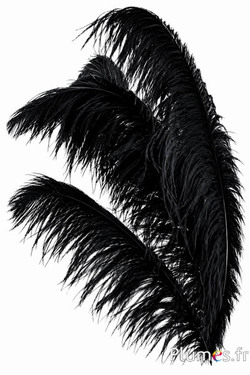 Struzzo premium - 50-60 cm - nero